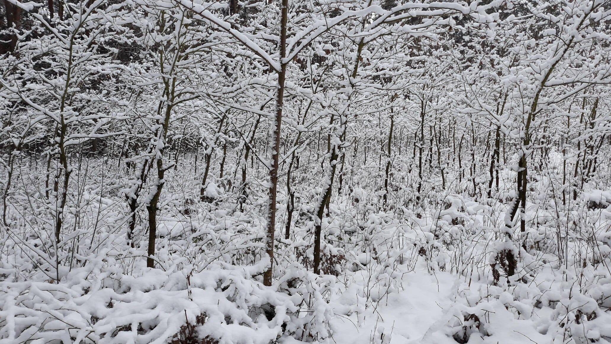 Bieganie zimą po lesie